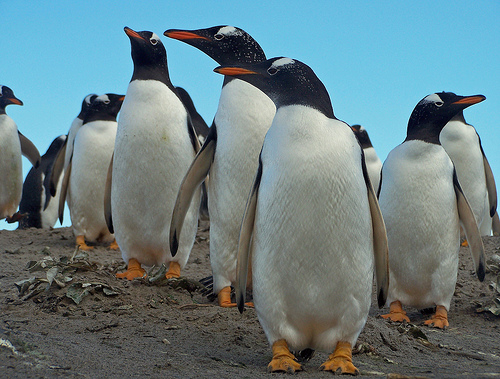 The Extinction of Penguins – Generation Justice